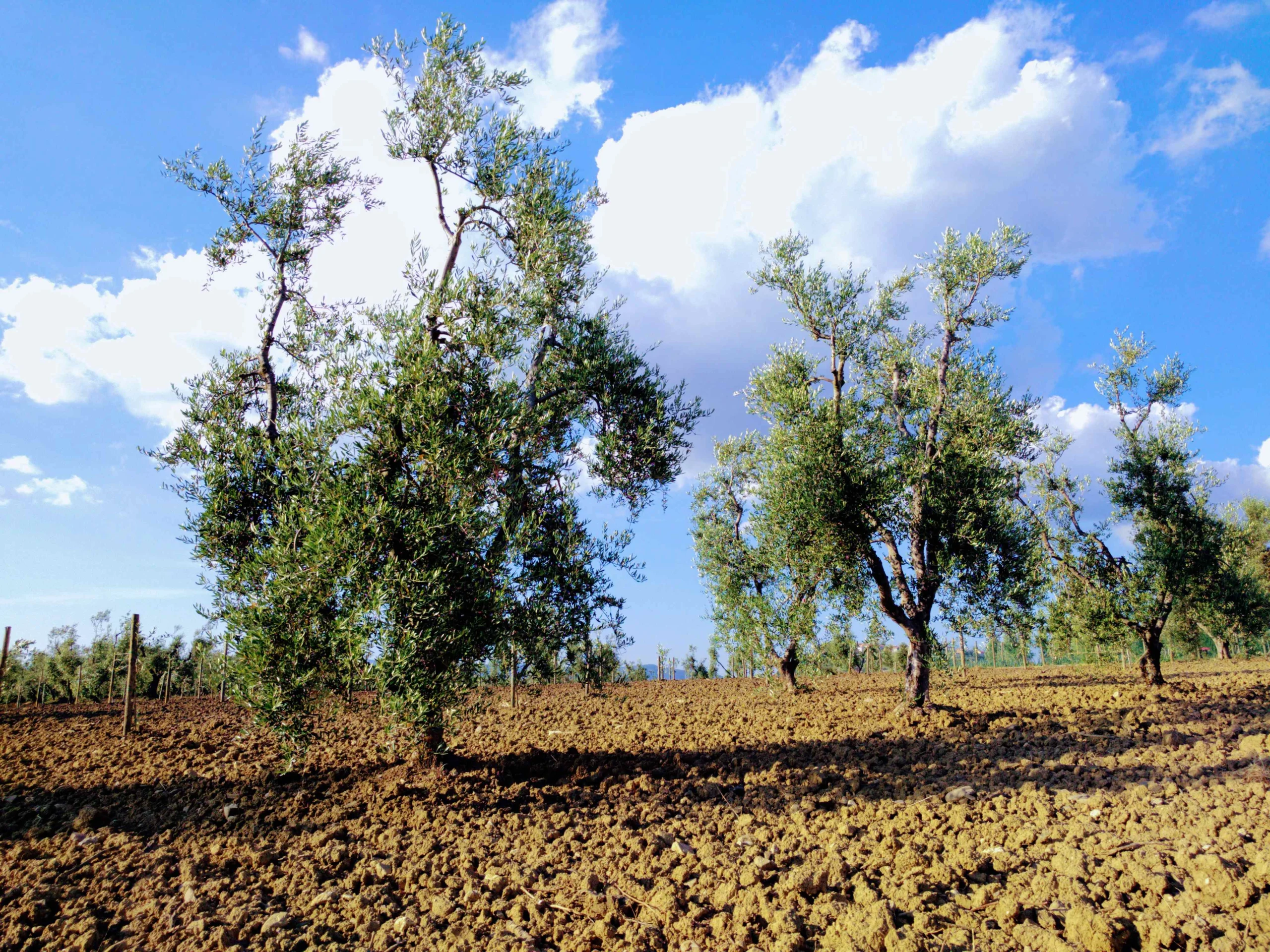 Giugno