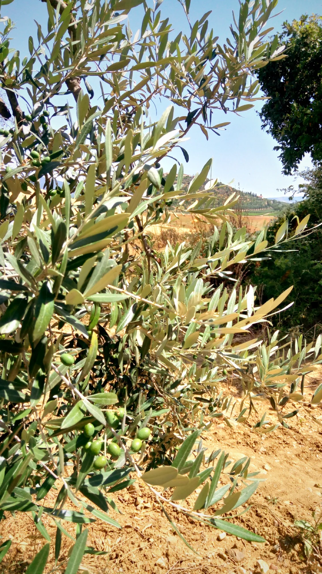 Agosto — Crescita