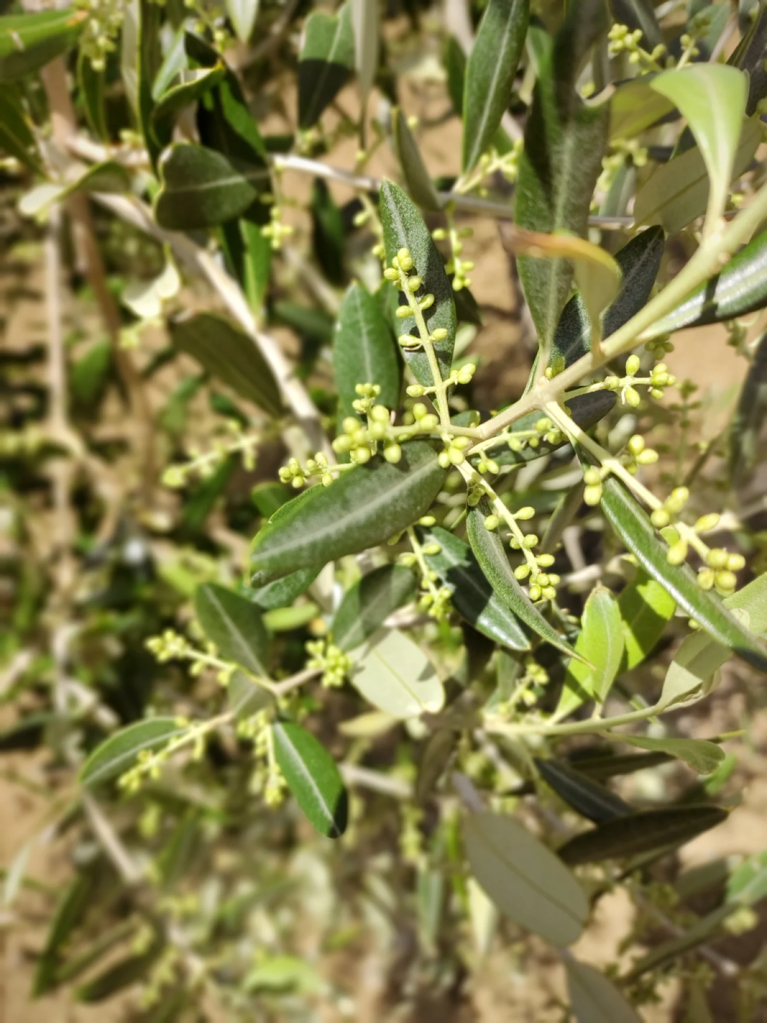Aprile — Mignolatura