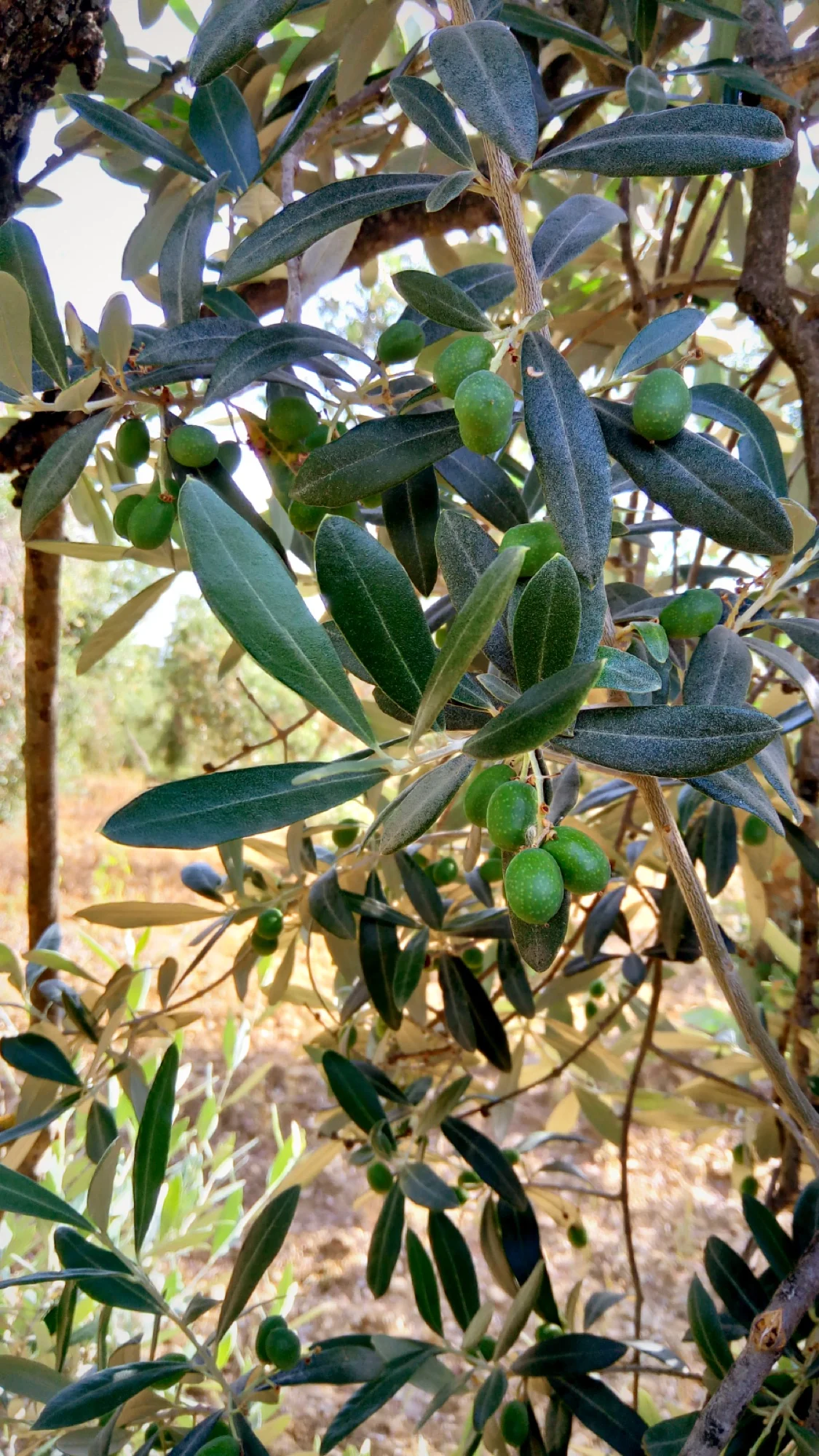 Luglio — Crescita