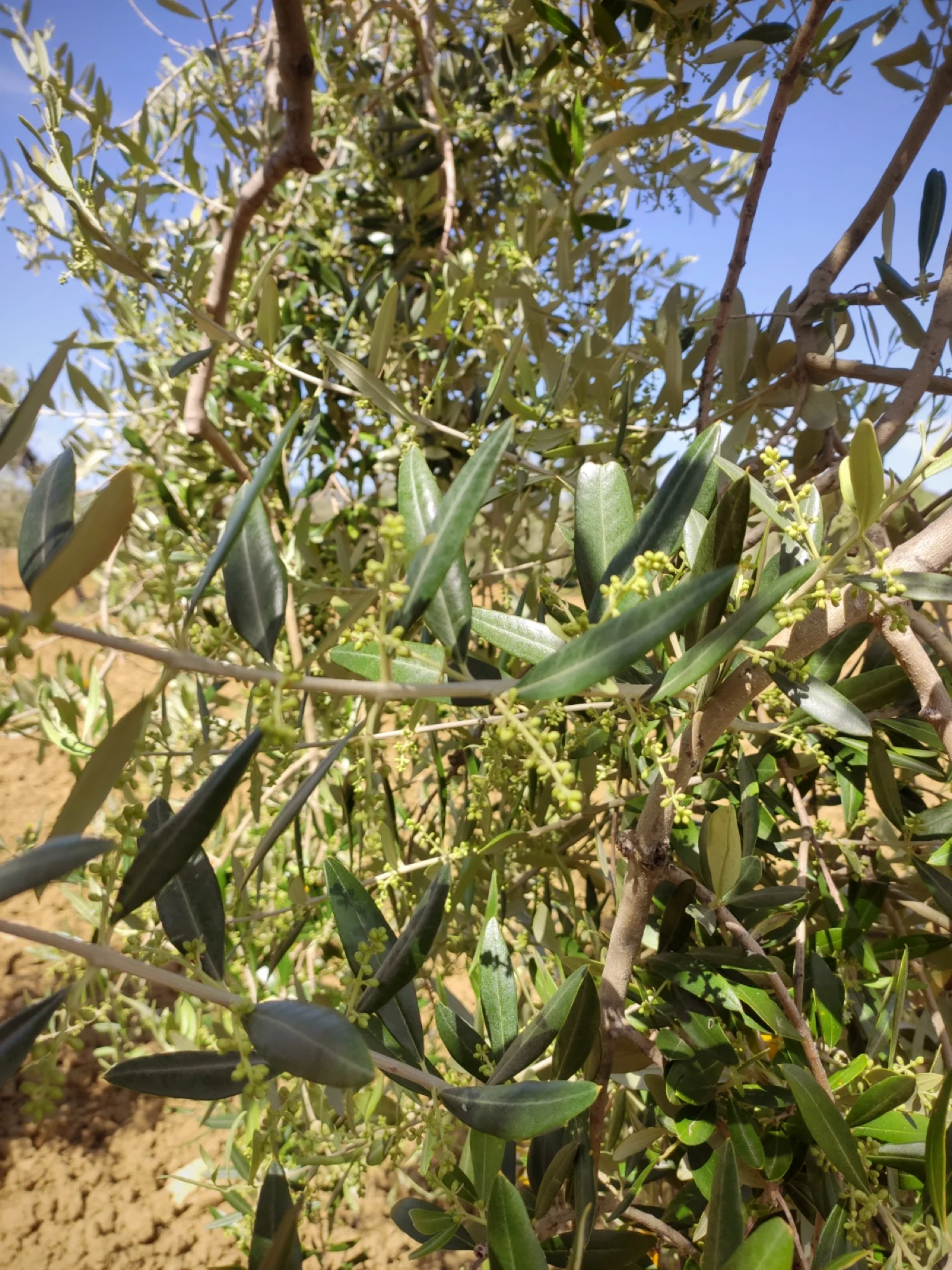 Maggio — Fioritura