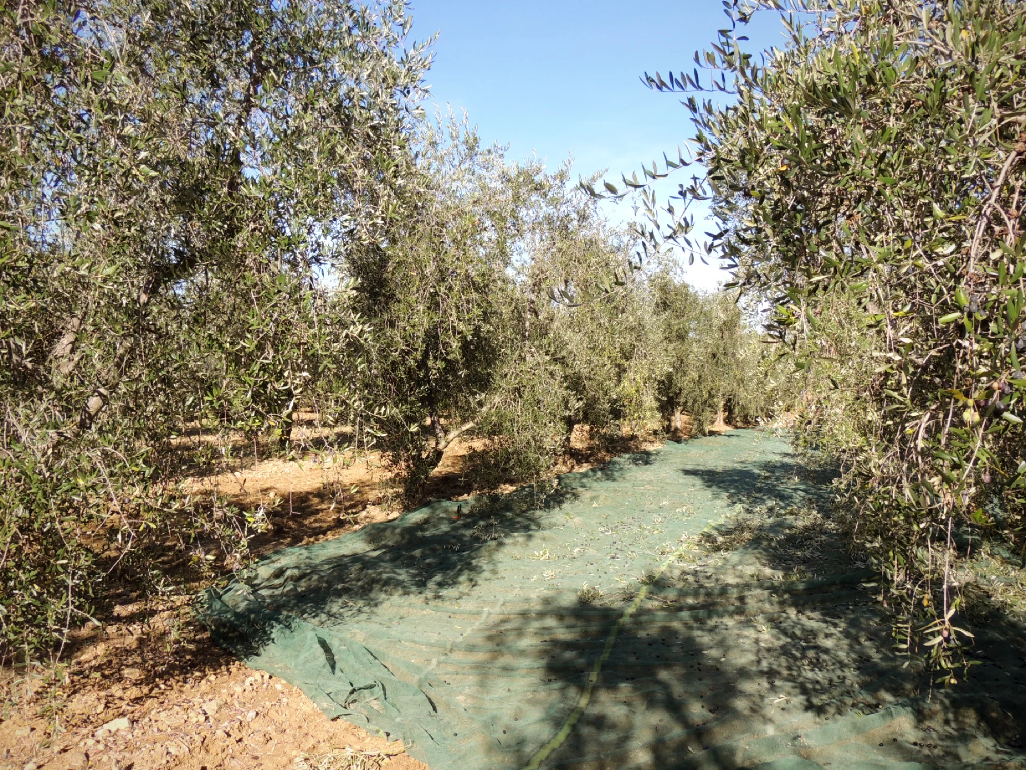 Ottobre — Raccolta