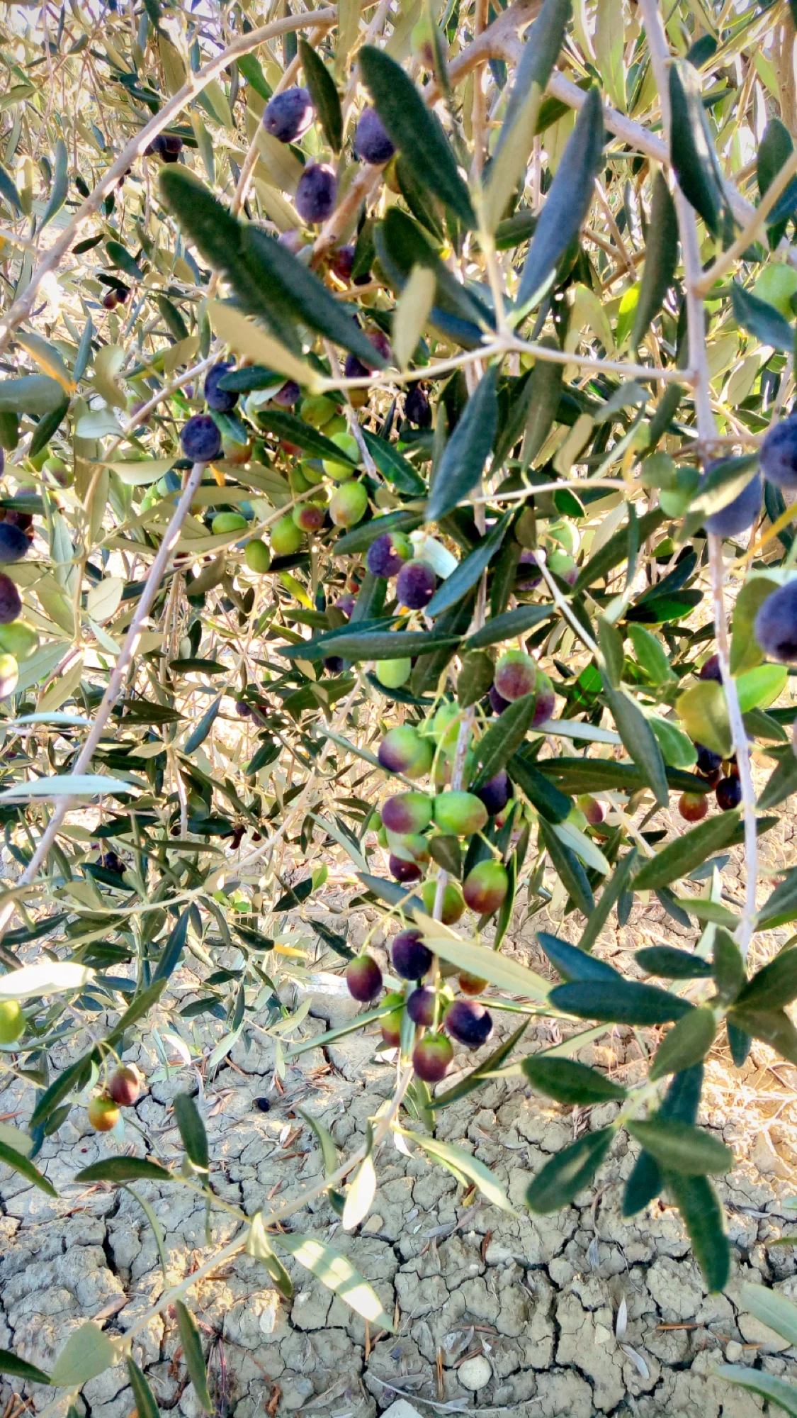 Settembre — Invaiatura